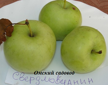 Яблоня Свердловчанин Фото