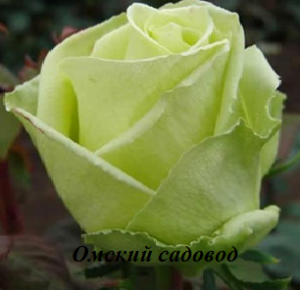 Амандин (Amandine)