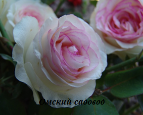 Дольче Вита (Dolce Vita)