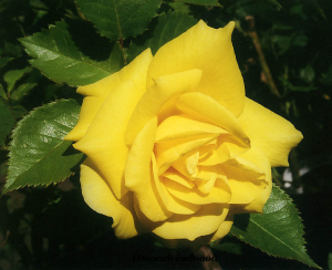 Фрезия (Friesia)