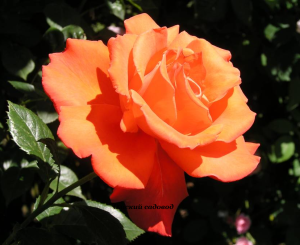 Роза Александр (Rosa Alexander)