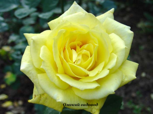 Роза Мабелла (Mabella)