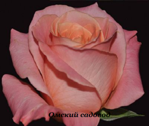 Роза Мисс Пигги (Miss Piggy)