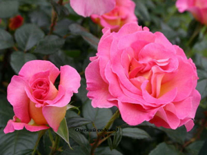 Роза Пинк парадайз (Pink Paradise)