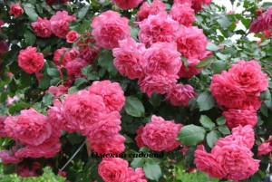 Роза Розариум Ютерзен(Rosarium Uetersen)
