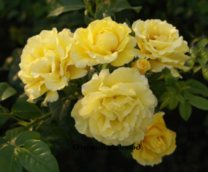 Роза Золотой Олимп (Goldener Olymp)