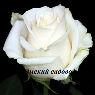 Венделла (Vendella)