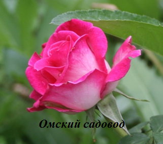 Верди (Verdi)