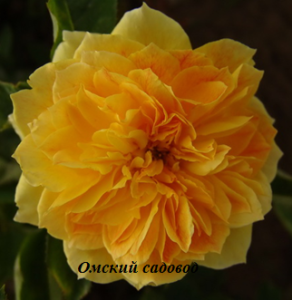 Жан Жионо (Jean Giono)