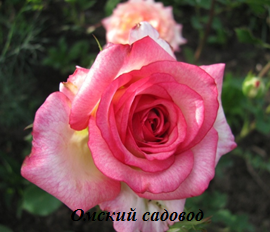 Куин Амазон (Queen Amazone)