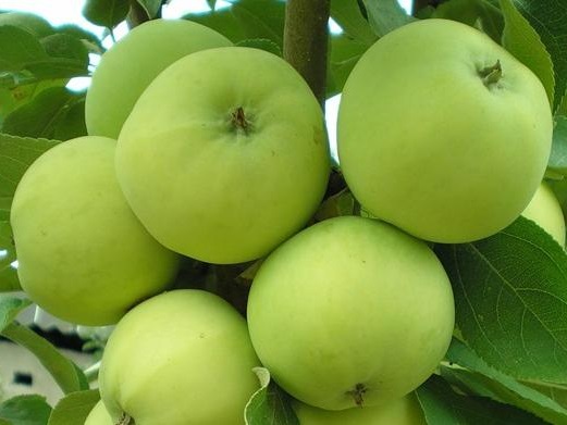 Яблоня Папироянтарная Фото