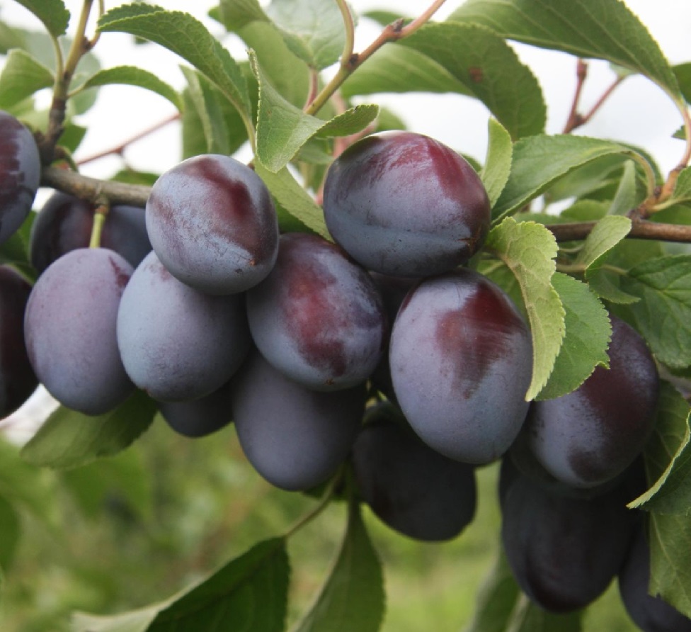 Что такое гибрид сливы и вишни?